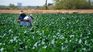 Trump addresses Georgia’s years-long migrant farm worker concerns