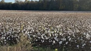 USDA plan rallies around American cotton farmers